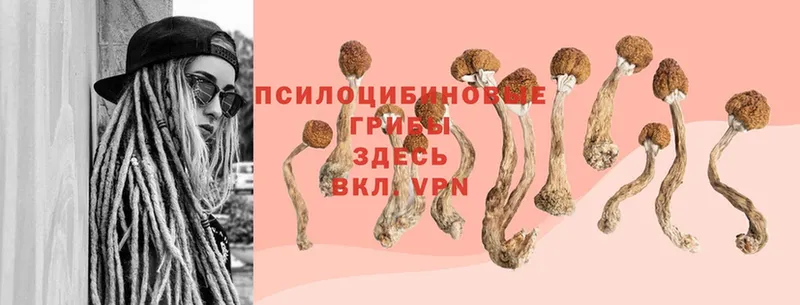 Псилоцибиновые грибы Psilocybine cubensis  Ржев 