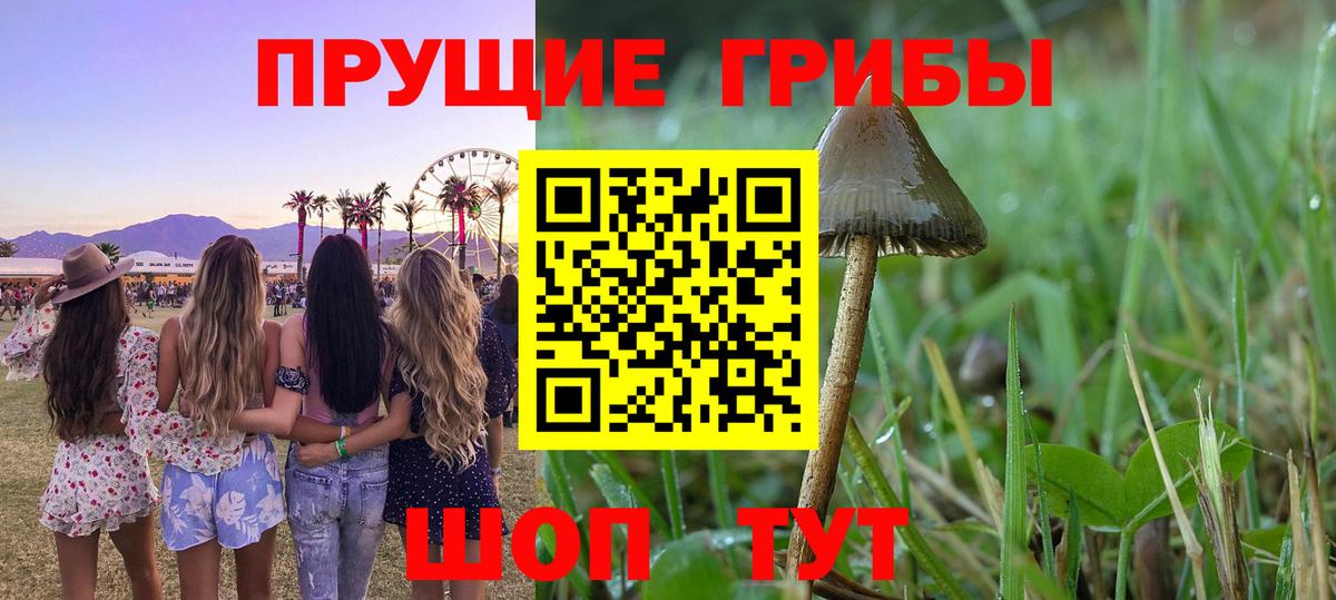 Псилоцибиновые грибы Psilocybe Ржев